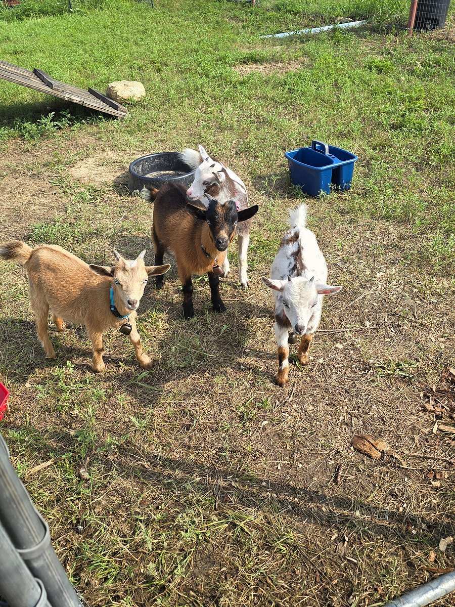Three small goats, tan, brown-and-white and white, looking up at the camera in the petting-zoo pen.